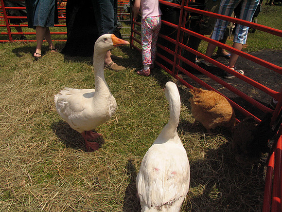 Jewishfest08-A67