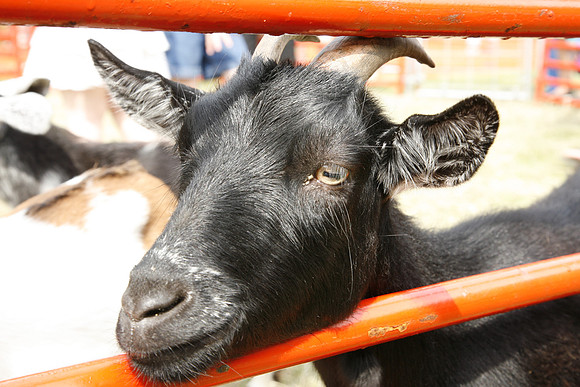 Jewishfest08-A33