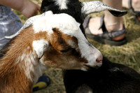 Jewishfest08-A19