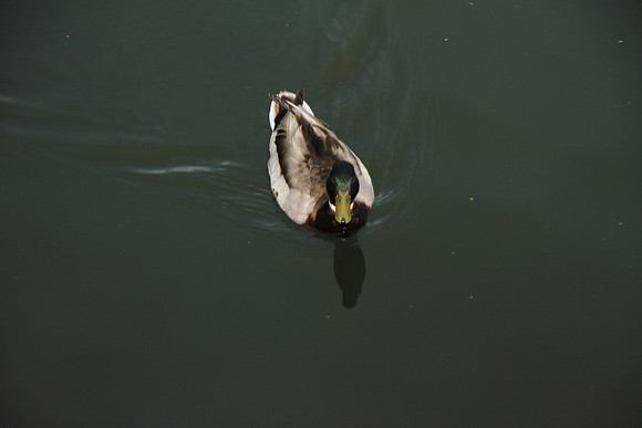 CBAMixNMingle2011-B07