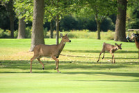 SolomonSchGolf11th-A19