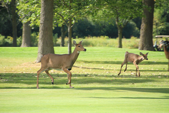 SolomonSchGolf11th-A19