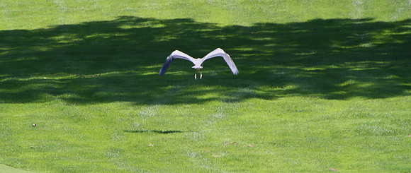 LittleCity46thGolf-B089